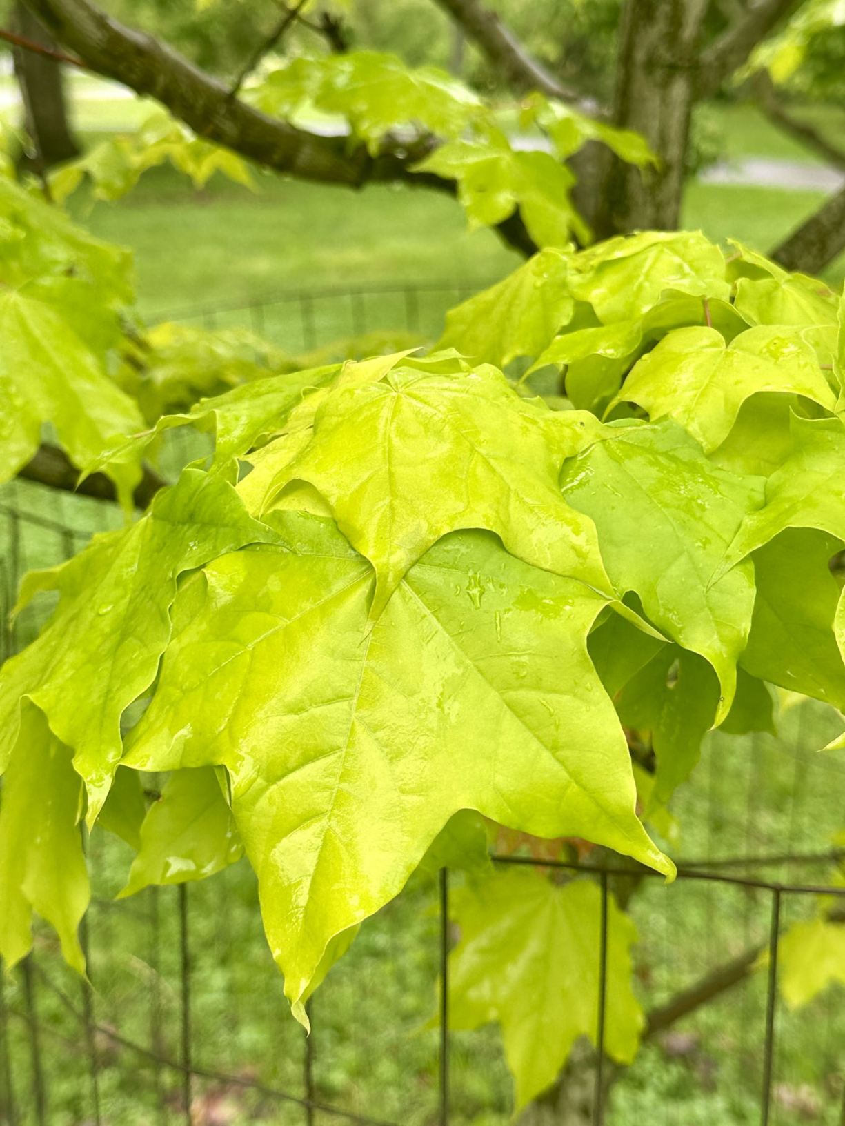 Acer amplum 'Gold Coin' - Gold Coin broad maple | The Dawes Arboretum