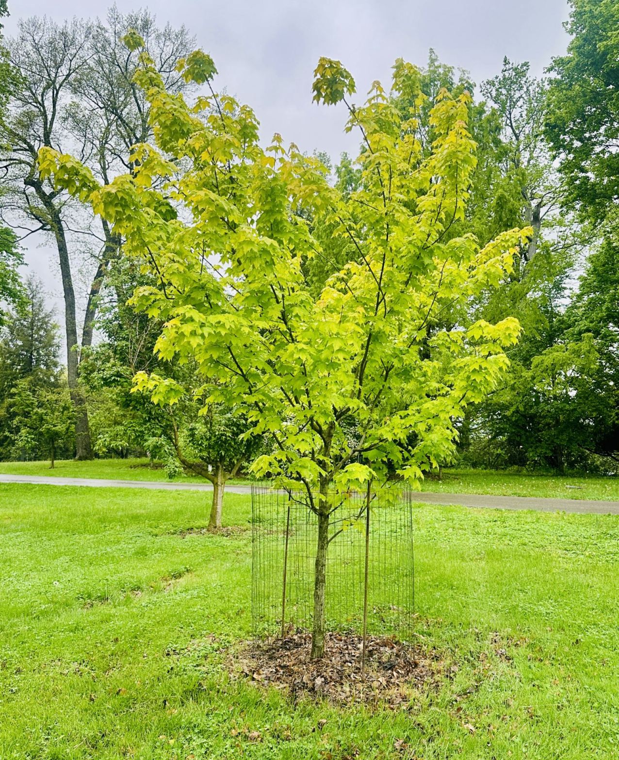 Acer amplum 'Gold Coin' - Gold Coin broad maple | The Dawes Arboretum