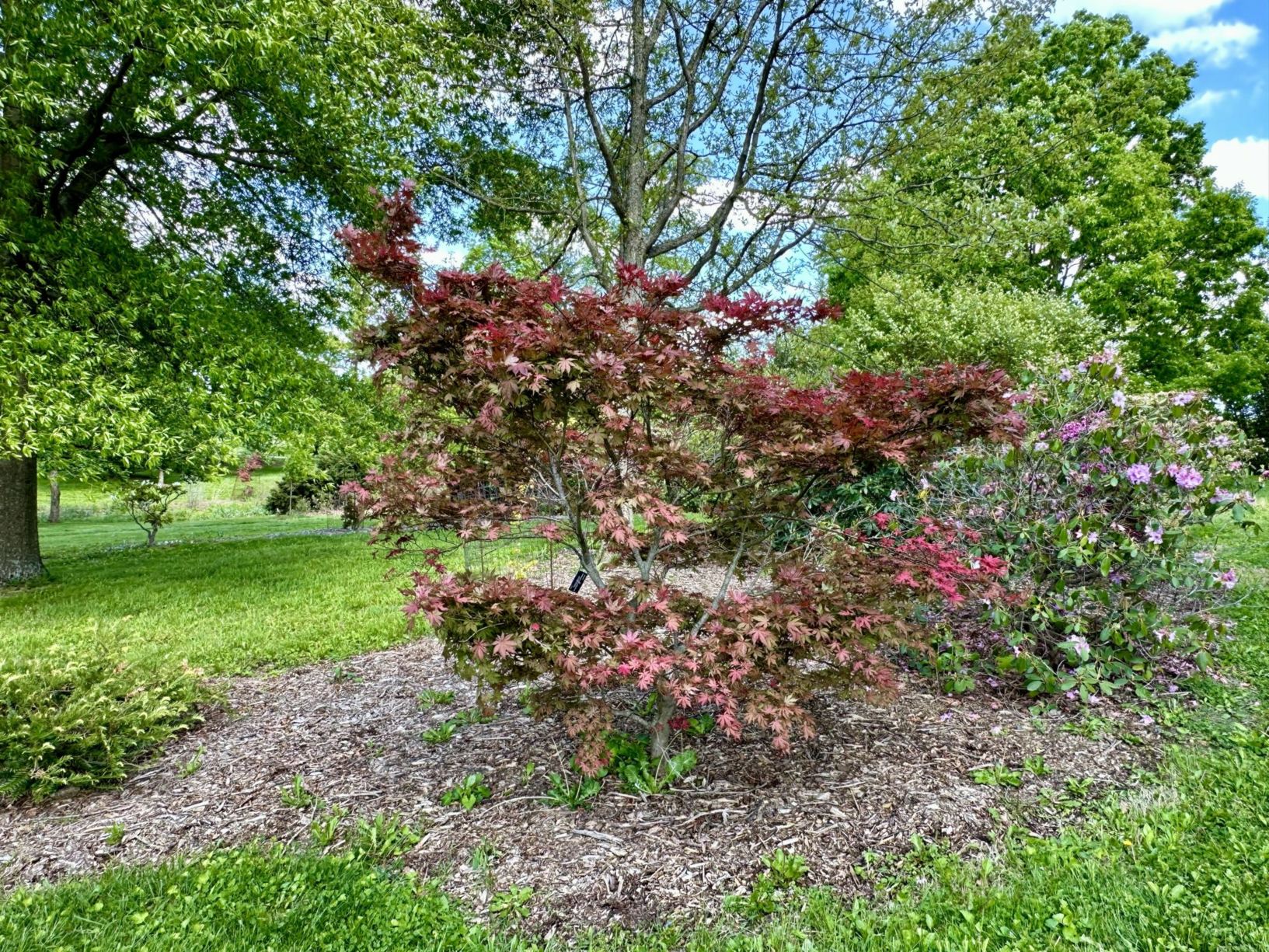 Acer palmatum 'Kasagi yama' - Kasagi yama Japanese maple