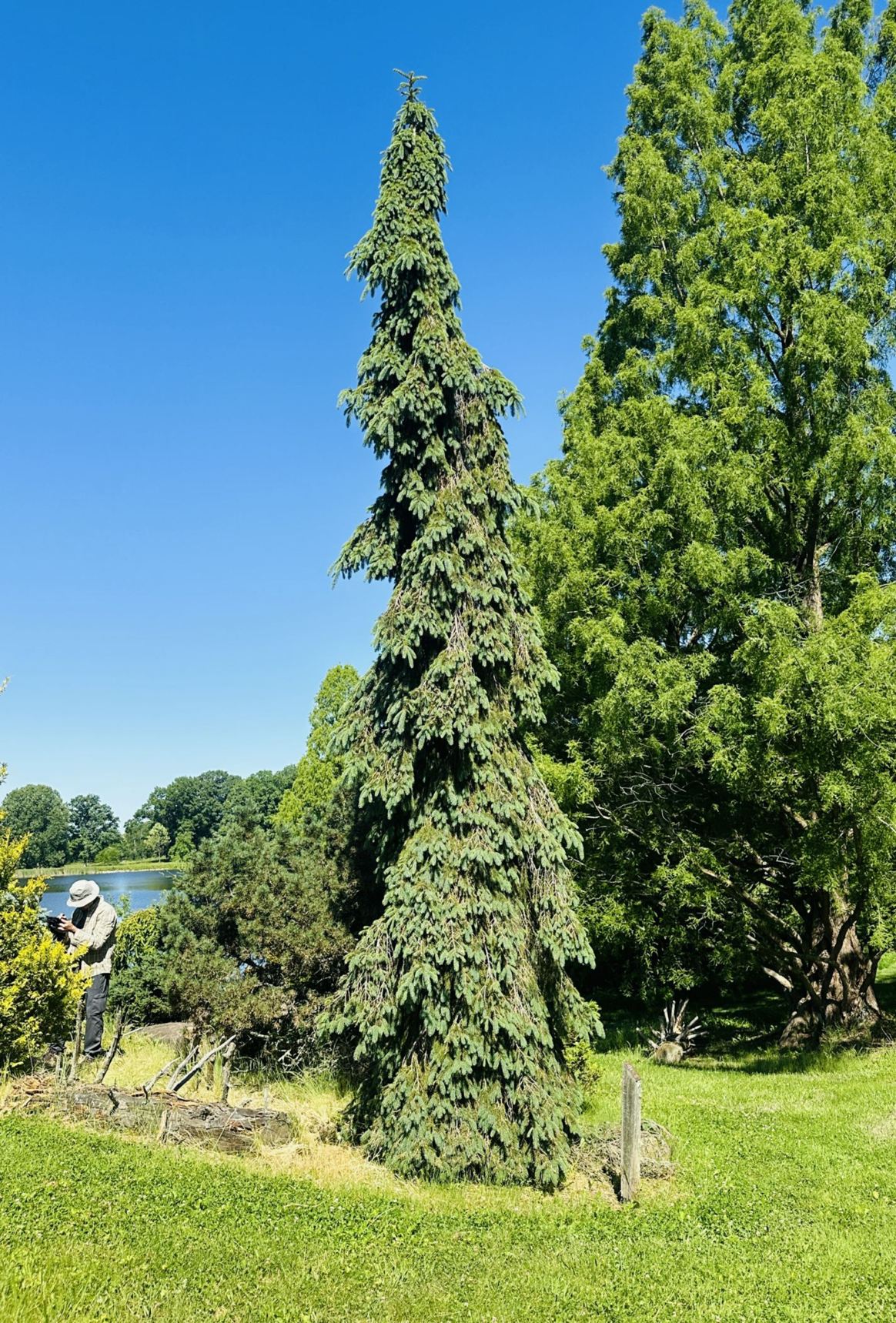 Picea glauca 'Pendula' - weeping white spruce