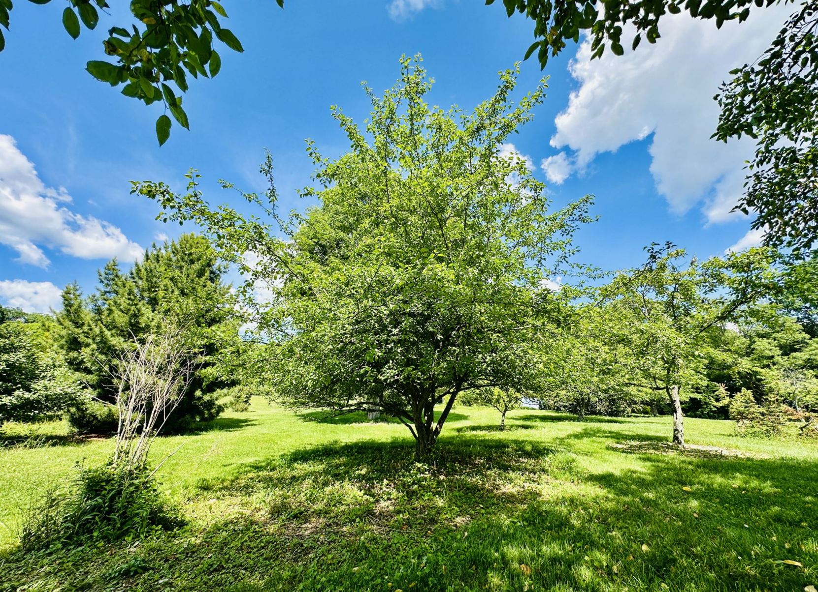Malus toringo var. arborescens - tree toringo crab apple