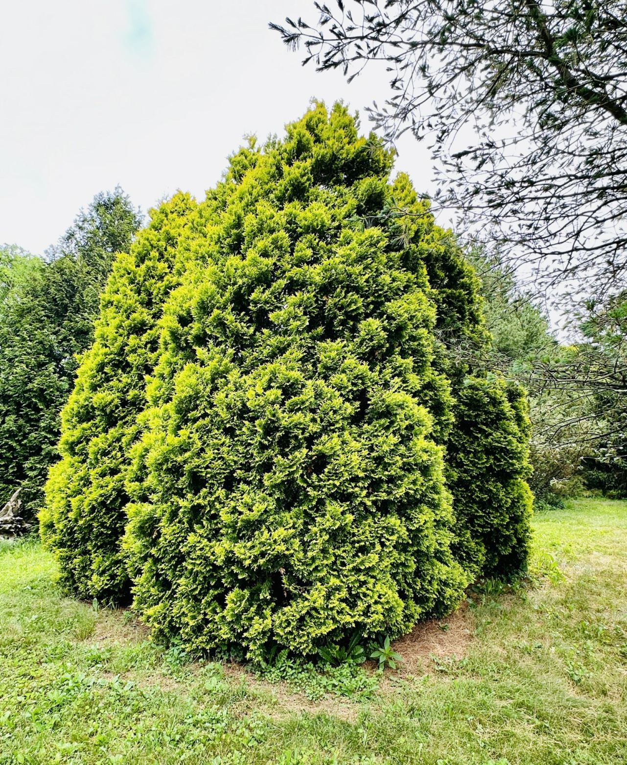Thuja occidentalis 'Gold Drop' - Gold Drop American arborvitae