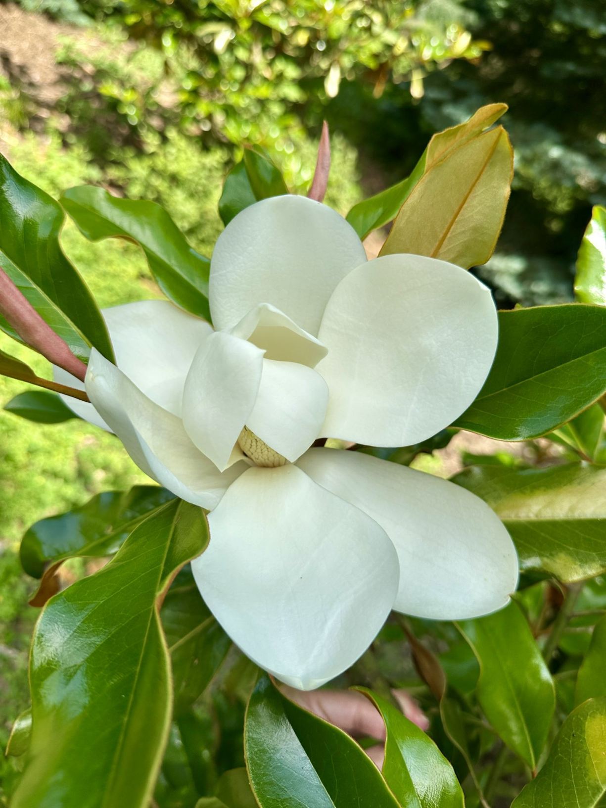 Magnolia grandiflora 'Kay Parris' - Kay Parris southern magnolia