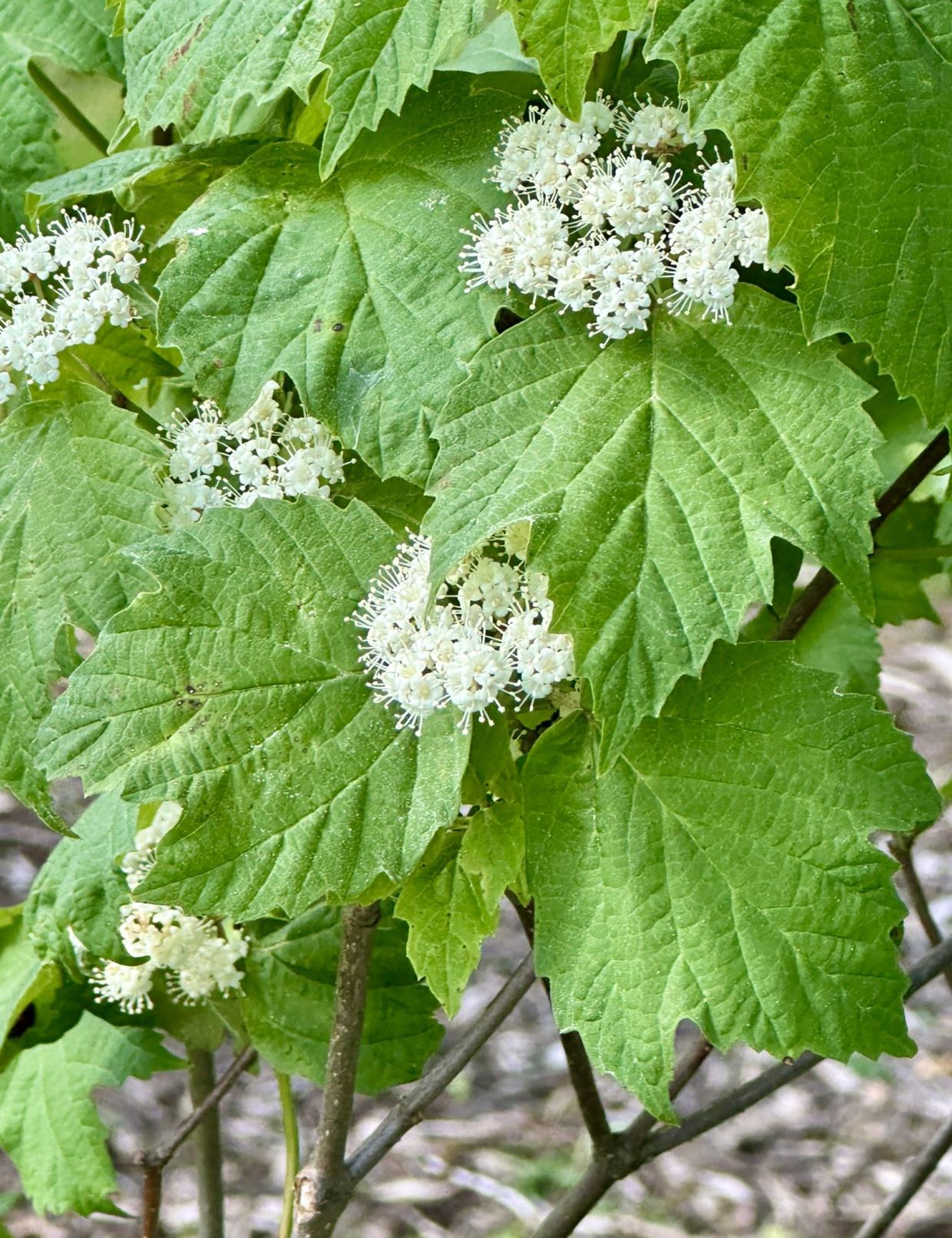 Viburnum acerifolium - mapleleaf viburnum, dockmackie