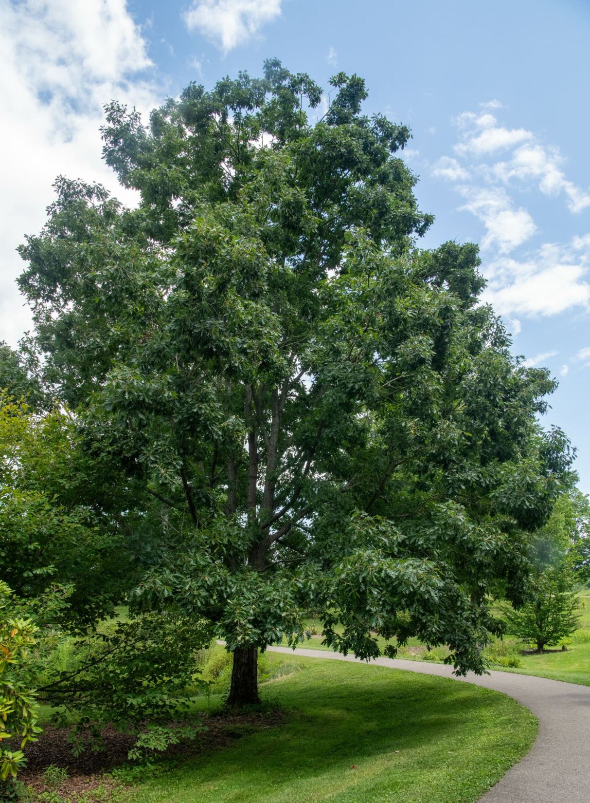 Quercus × bimundorum 'Tabor' Forest Knight® - Forest Knight® two worlds oak