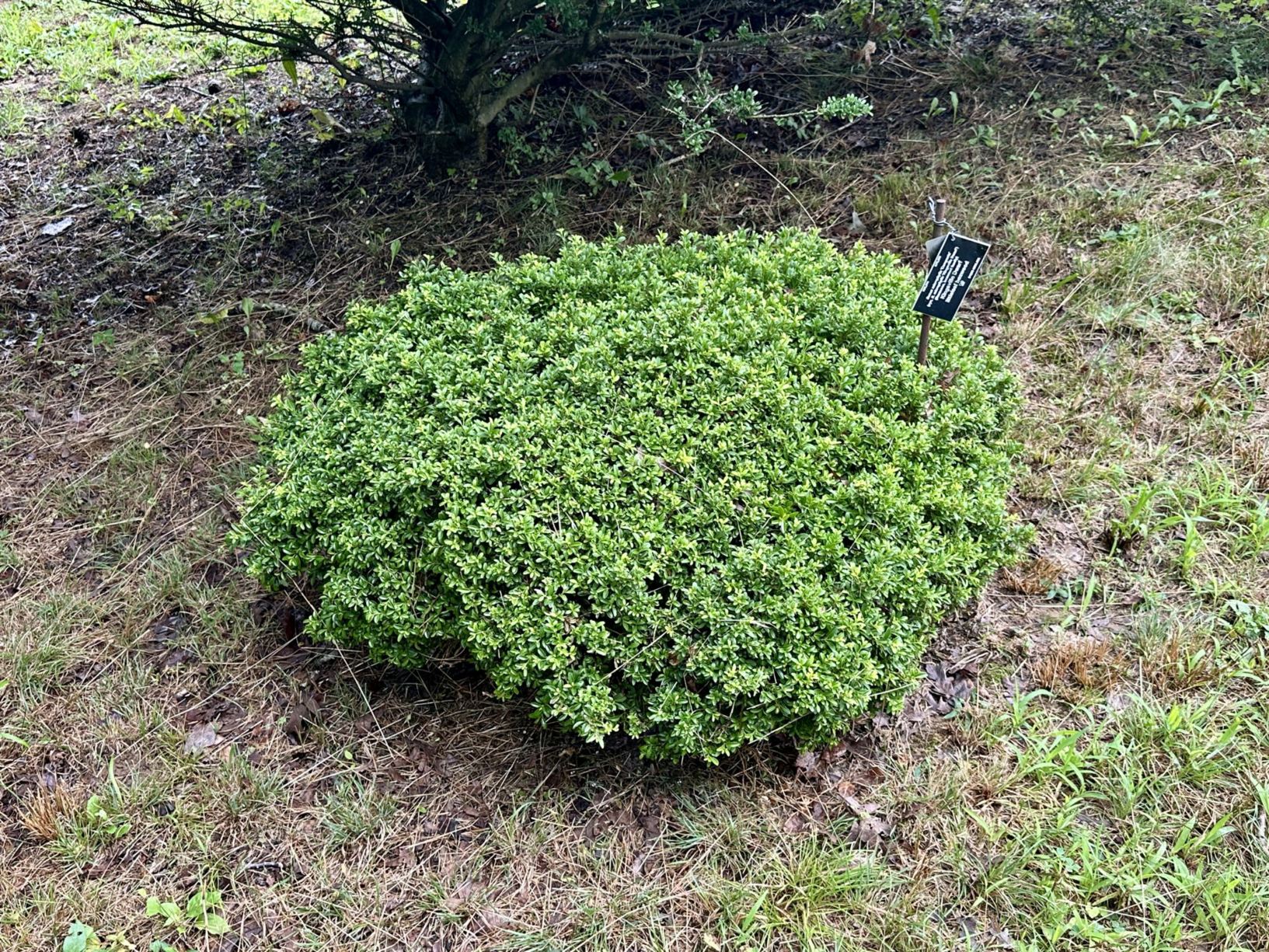 Buxus microphylla 'Compacta' - Kingsville Dwarf littleleaf boxwood