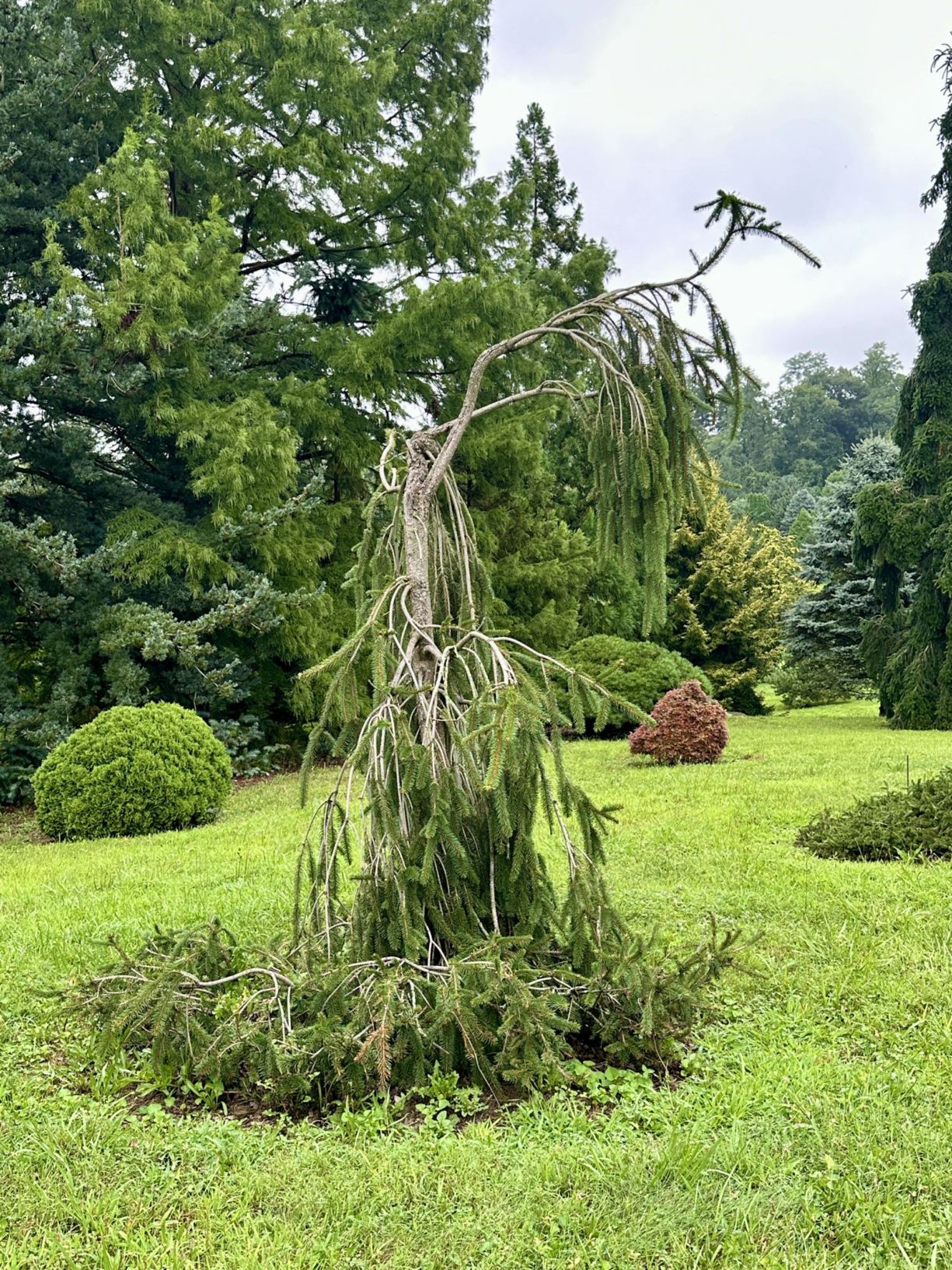 Picea abies 'Cobra' - Cobra Norway spruce