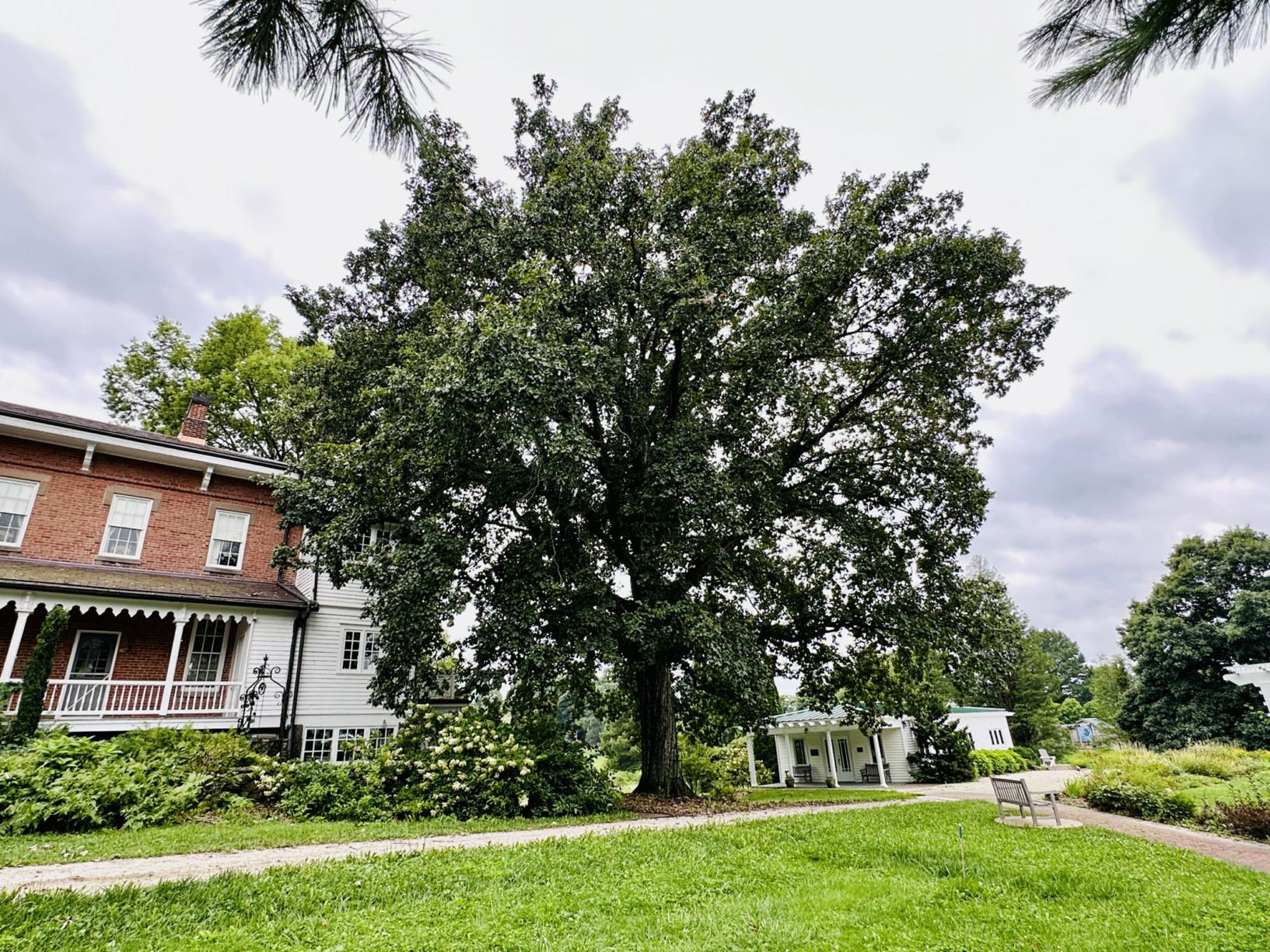 Quercus bicolor - swamp white oak