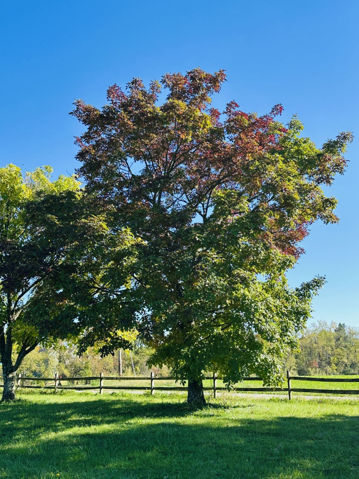 Fraxinus chinensis - Chinese ash