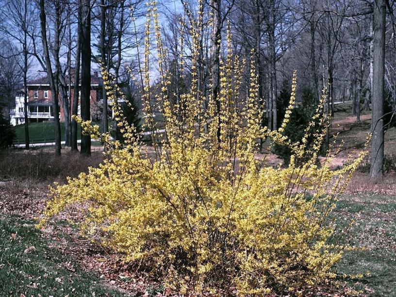 Forsythia × intermedia 'Spring Glory' - Spring Glory border forsythia