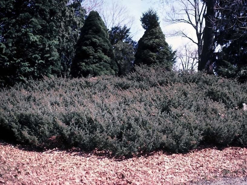 Juniperus communis var. depressa - prostrate common juniper