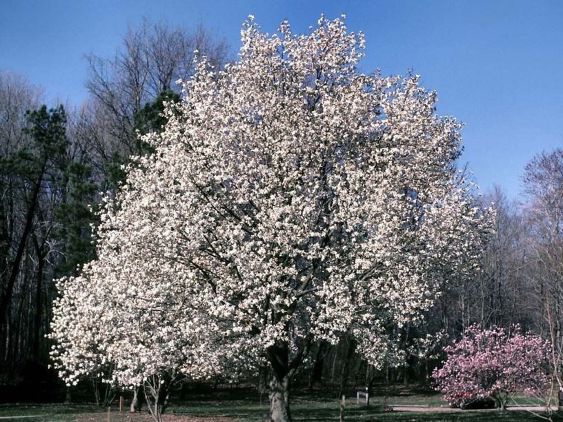 Magnolia kobus - kobus magnolia
