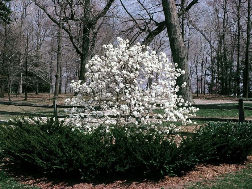 Magnolia stellata 'Royal Star' - Royal Star star magnolia
