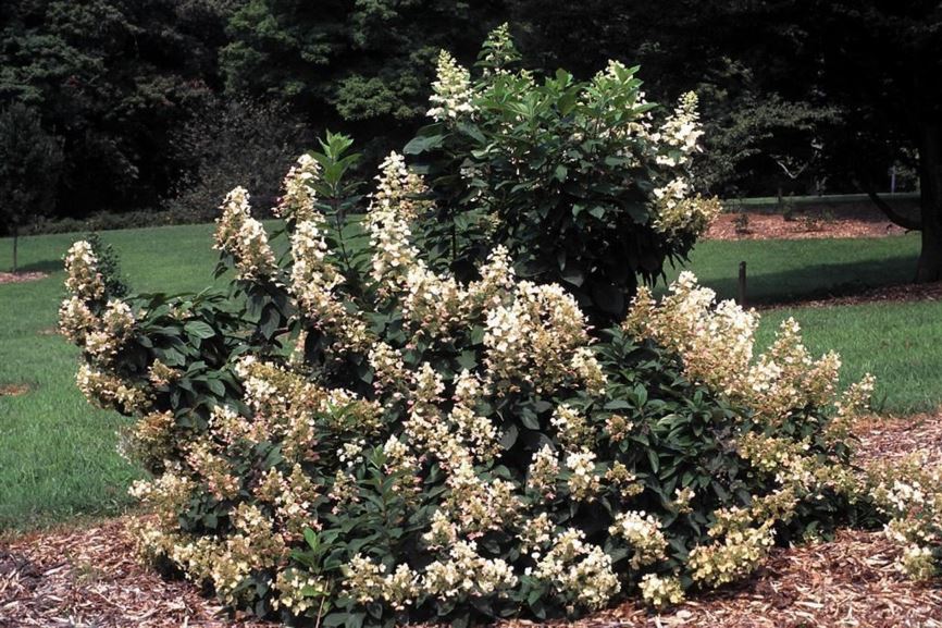 Hydrangea paniculata 'Floribunda' - many-flower panicle hydrangea