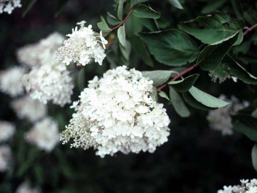 Hydrangea paniculata 'Grandiflora' - peegee hydrangea