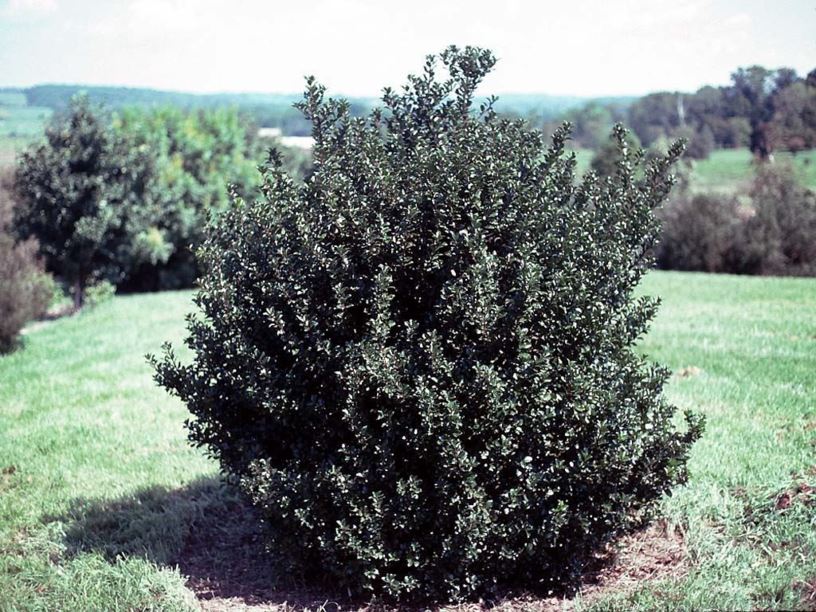 Ilex × Meserveae (Blue Holly Group) 'Conablu' Blue Prince™ - Blue ...