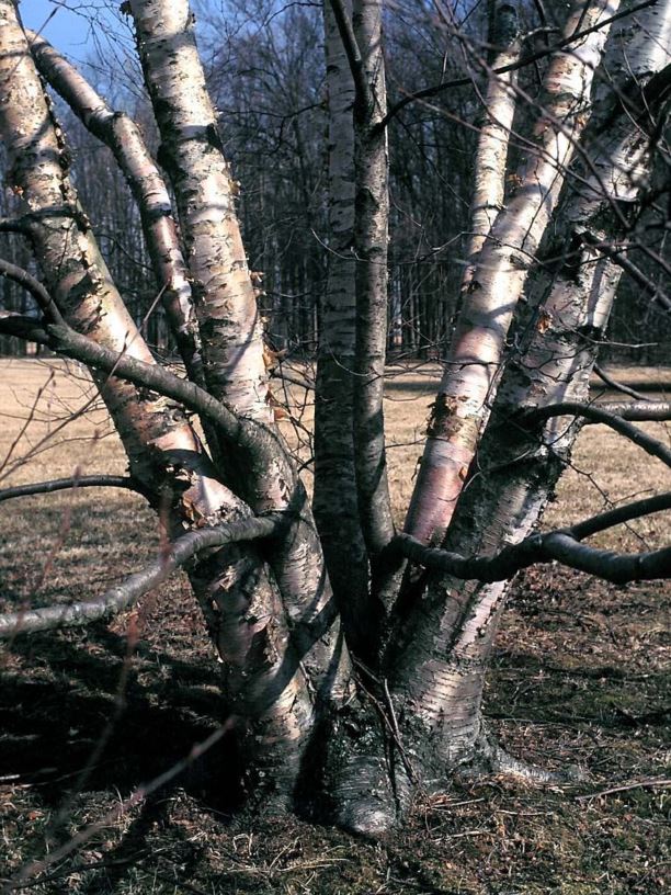 Betula occidentalis water birch The Dawes Arboretum