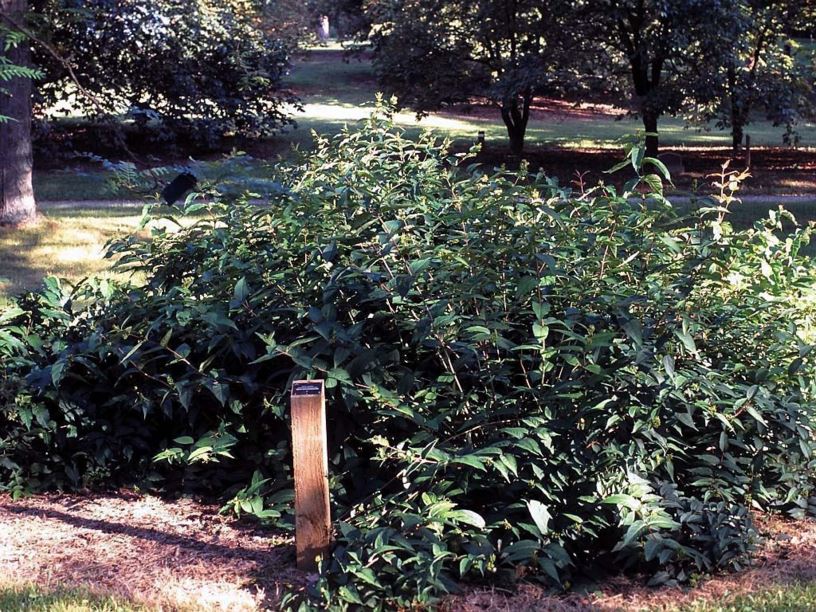 Diervilla × splendens - hybrid bush-honeysuckle