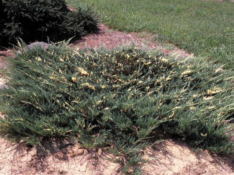 Juniperus horizontalis 'Variegata' - variegated creeping juniper