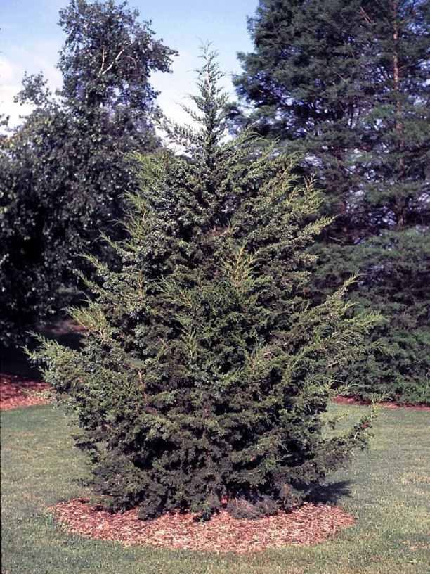 Juniperus virginiana 'Canaertii' - Canaert eastern redcedar