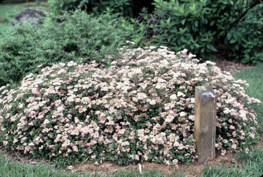 Spiraea japonica nana dwarf japanese spirea alpine japanese spirea