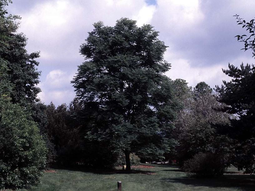 Gymnocladus dioicus - Kentucky coffee-tree