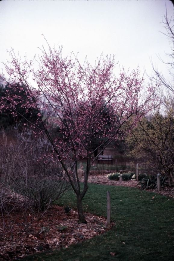 Prunus 'Okame' Okame flowering cherry The Dawes Arboretum