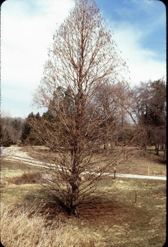 Taxodium distichum 'Pendens' - pendent bald-cypress