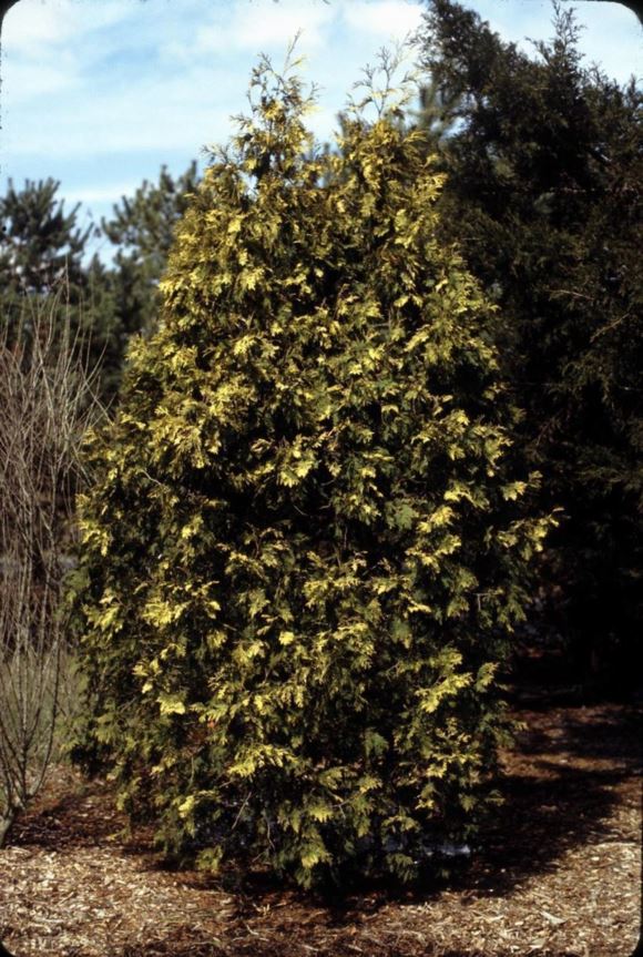 Thuja occidentalis 'Lutea' - George Peabody American arborvitae
