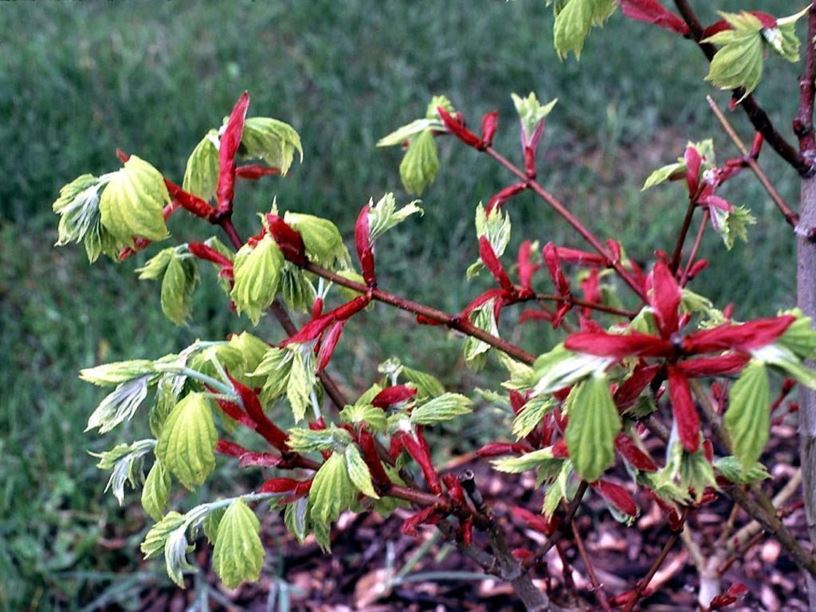 Acer shirasawanum 'Aureum' - golden fullmoon maple, golden Shirasawa maple