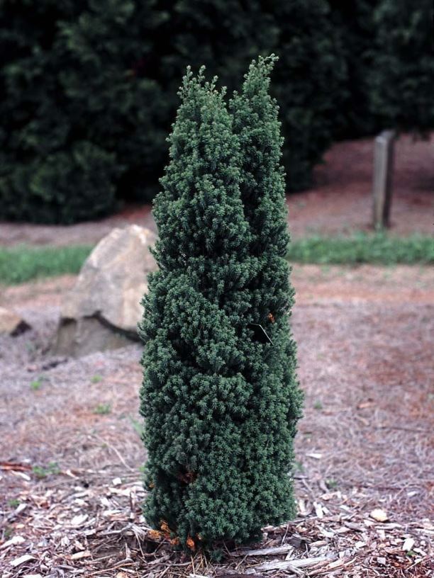 Chamaecyparis thyoides 'Rubicon' - Rubicon Atlantic white-cedar false ...