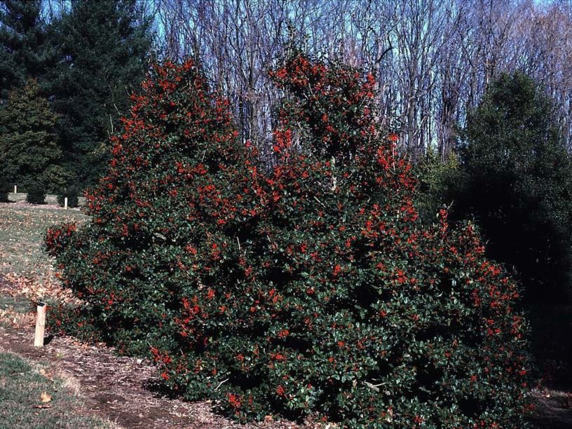 Ilex opaca 'Cardinal Hedge' - Cardinal Hedge American holly
