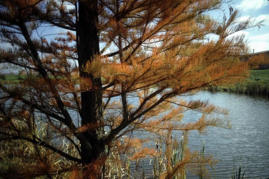 Taxodium ascendens 'Prairie Sentinel' - Prairie Sentinel pond-cypress
