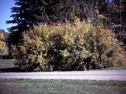 Fontanesia philliraeoides subsp. fortunei - Fortune fontanesia