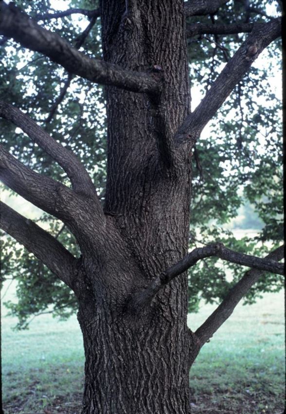 Ulmus 'Urban' Urban elm The Dawes Arboretum