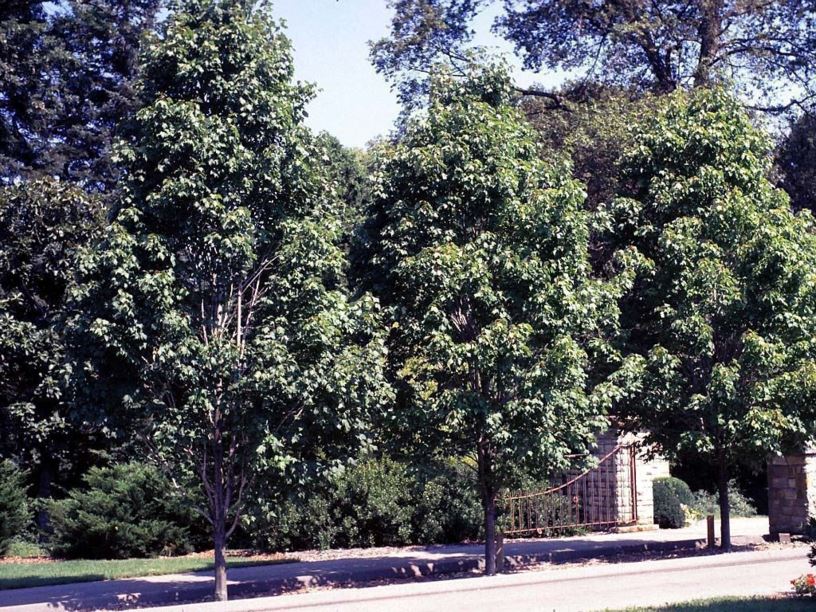 Acer rubrum 'Bowhall' - Bowhall red maple | The Dawes Arboretum