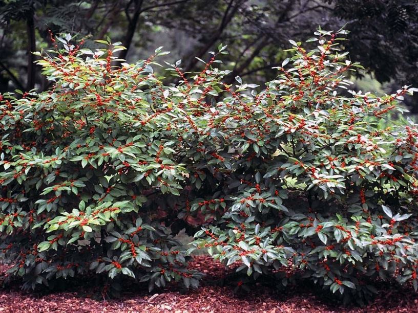 Ilex verticillata 'Fairfax' - Fairfax common winterberry