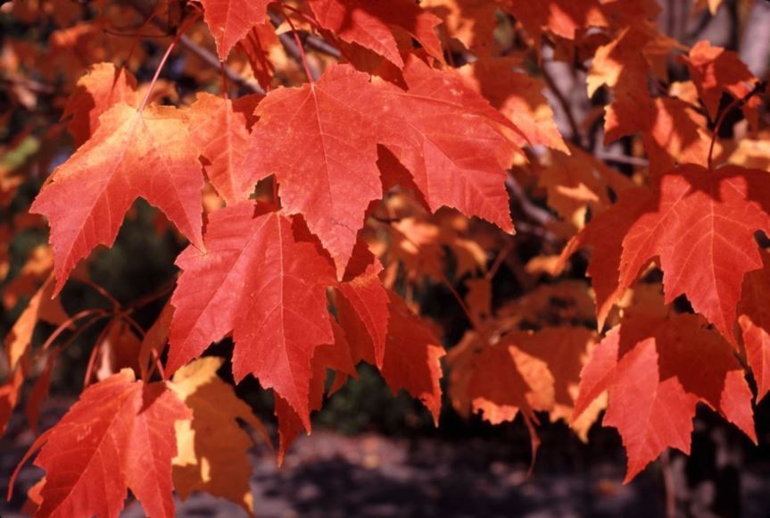 Acer rubrum 'Bowhall' - Bowhall red maple | The Dawes Arboretum