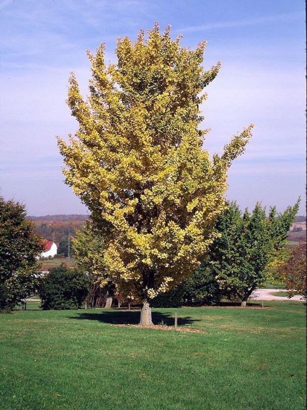 Ginkgo biloba - ginkgo, maidenhair tree
