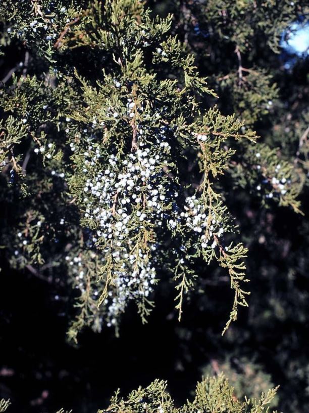 Juniperus virginiana 'Pendula' - weeping eastern redcedar