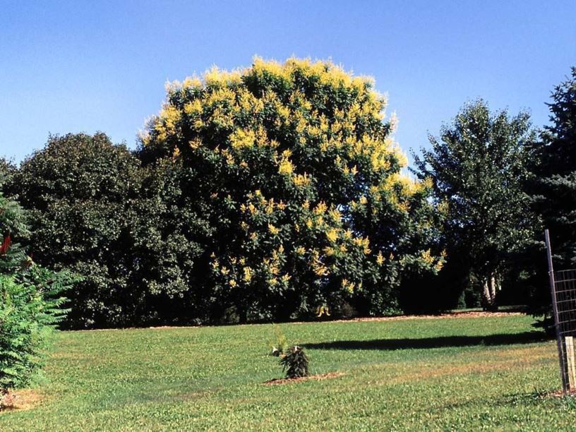 Koelreuteria paniculata - goldenrain-tree