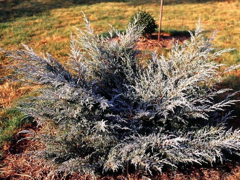 Juniperus chinensis 'Angelica Blue' - Angelica Blue Chinese juniper