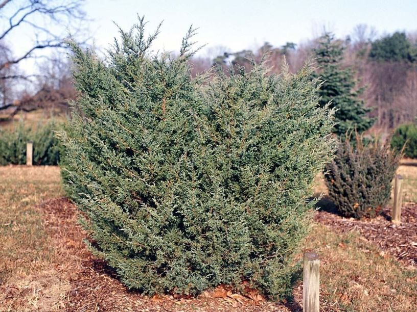 Juniperus chinensis 'Kohankie's Compact' - Kohankie's Compact Chinese juniper