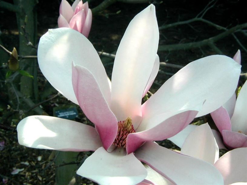Magnolia × soulangeana 'Verbanica' - Verbanica saucer magnolia