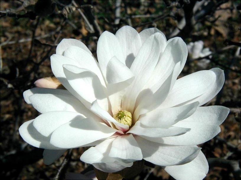 Magnolia stellata 'Centennial' - Centennial star magnolia