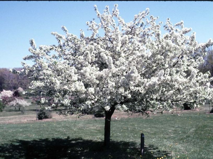 crabapple sugar tyme tree