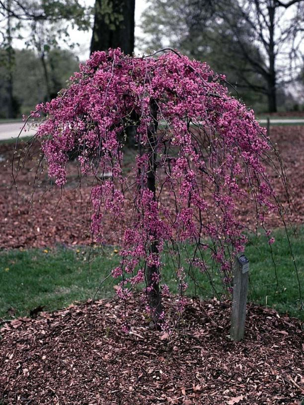 Cercis canadensis Lavender Twist® ('Covey') (PP10328, COPF) from NVK  Nurseries