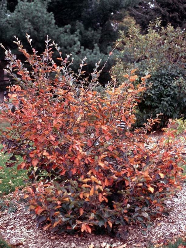 Hamamelis vernalis 'Kohankie Red' - Kohankie Red vernal witch-hazel ...