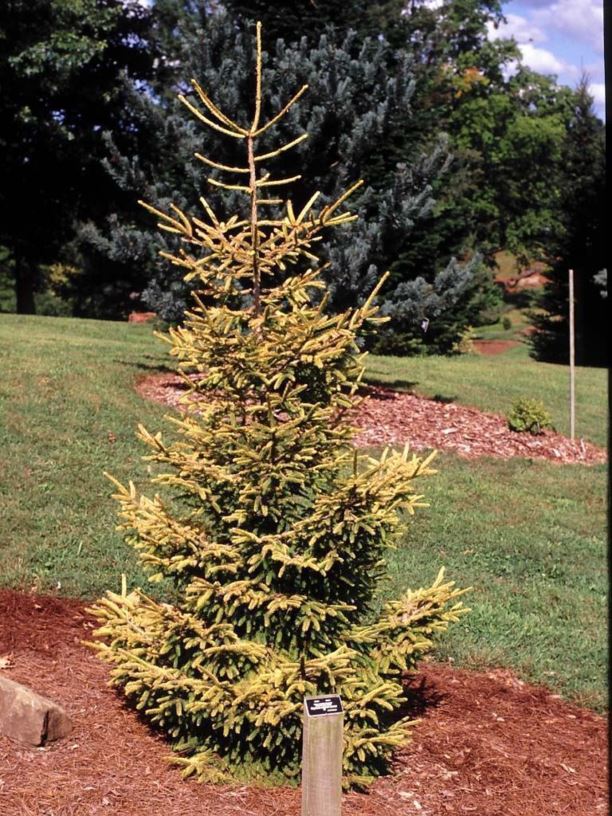 Picea orientalis 'Skylands' - Skylands oriental spruce | The Dawes ...
