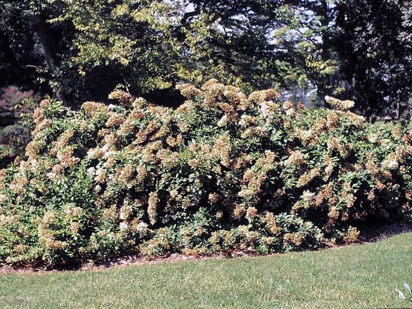 Hydrangea paniculata 'Unique' - Unique panicle hydrangea